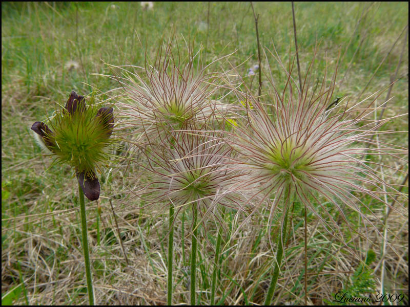 Pulsatilla montana